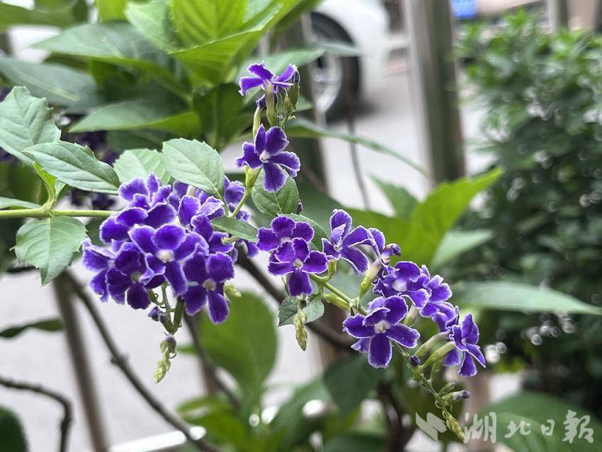 850九线拉王
